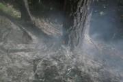 Waldbrand-Ebenwald-4