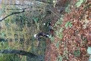 Wernberg28.10.2017 (8)