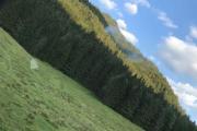 Waldbrand-Windische-Hhe-15