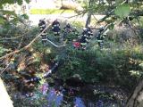 IMG-20210926-WA0001
