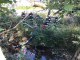 IMG-20210926-WA0003