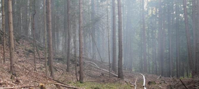 Waldbrand in Latschach bei St. Egyden