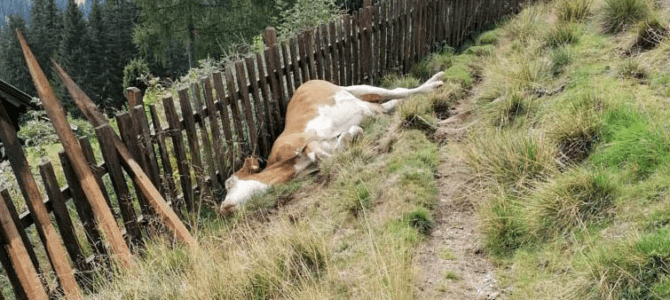 Erfolgreiche Tierrettung in Innerteuchen