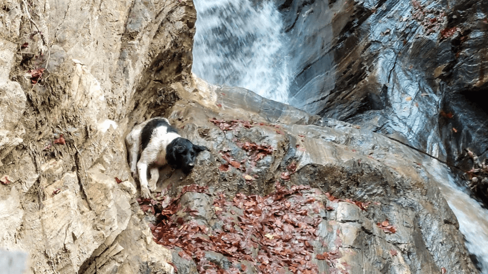 Hund aus Felswand gerettet