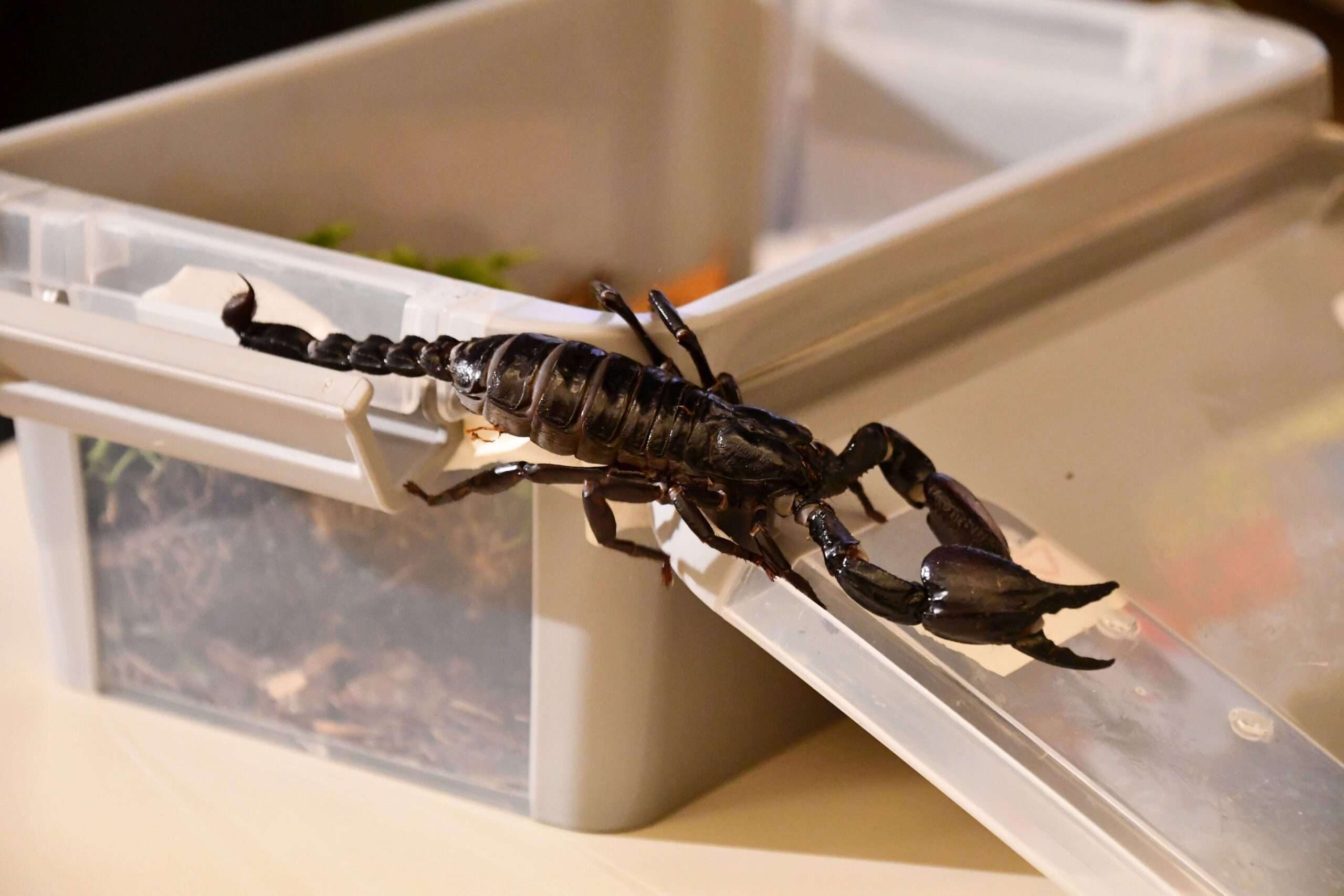 Einsatz mit Reptilien – eine spezielle Schulung für Einsatzkräfte Einsatz mit Reptilien – eine spezielle Schulung für Einsatzkräfte