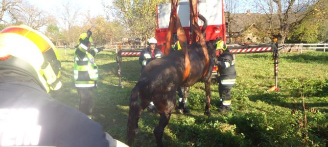 Tierbergung in Radendorf